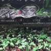 EURORIVALI | Il Feyenoord ne fa tre all'Ajax ma in campo succede di tutto: partita sospesa