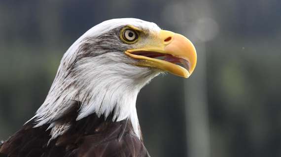 Lazio, i risultati del settore giovanile: en plein di vittorie!