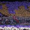 Tifosi Fiorentina boicottano trasferta allo Stadium: "E' il male assoluto del calcio!"